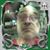 Wollett Steve's profile image