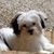 Dana Herring's profile image