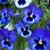 Denise Hills Gerdon's profile image