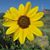 Laura Roberts's profile image
