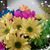 Paulette Plumlee's profile image