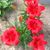 Luana Bishop Dueweke's profile image