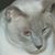 Sheila Lysniewski's profile image