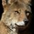 Mike Robinson's profile image