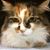 Trudy Tallman's profile image