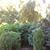Karl Sons Landscaping's profile image