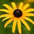 Sue Riggin's profile image