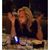 Amy Bookstaver Zelnick's profile image