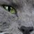 Ann-Charlotte Bolander's profile image