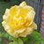 Heather Carroll's profile image
