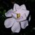 Pam Wilson Bridges's profile image
