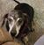 Arlyne D. Chavez-Estes's profile image