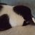 Pacetti NJ's profile image