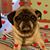 Rose Siekkinen's profile image