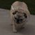 Pam Pulver's profile image