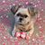 Karen Hauser's profile image
