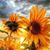 Gayle Armstrong's profile image