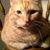 Cyndi Adams's profile image