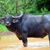 Bayson Williams's profile image