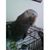 Susan Gloria Gibbs's profile image