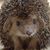 Martha Altman's profile image