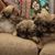 Sharon Comstock's profile image
