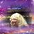 Meta Bales's profile image