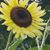Scott Galyon's profile image