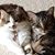 Darlene Sciandra's profile image