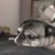 Kaile Shafer's profile image