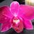 Belinda Sons's profile image