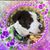 Bess Lockhart Dierolf's profile image