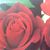 Duvi Rivas's profile image