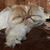Robyn Sartain West's profile image