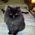 Christine Armezzani's profile image
