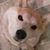 Alice Hahn's profile image