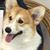 Amy Spear's profile image