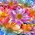 Deborah Morris Jorgenson's profile image
