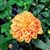Wanda Elrod Crowder's profile image