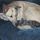 Darla C.'s profile image