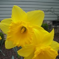 Mary Mcfarland Wagner's profile image