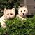 Cindy Miller Hood's profile image