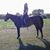 Brook Berntson's profile image