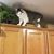 Rhonda Anne Hart Piediscalzi's profile image