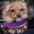 Dawn Carosso Beattie's profile image