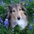 Carol Collins Jensen's profile image