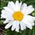 Heidi Kleser's profile image