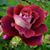 Ramsingh Kashyap's profile image