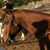Jeri Whiting's profile image