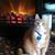 Susanne Knies's profile image